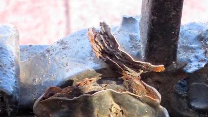 A leaf, fashioned from wrought iron, was rusted and ready to fall from the Class of 1870 Gate when this shot was taken in the spring of 2013. A few months later, Nieman Fellow Blair Kamin discovered that the leaf had broken off. He delivered it to University officials for safekeeping.